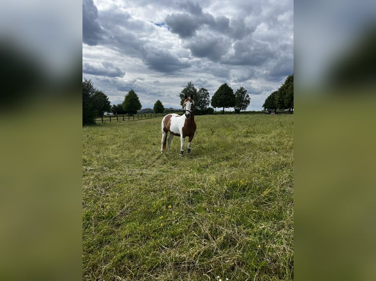 Inne kuce/małe konie Mix Klacz 9 lat 152 cm Srokata in Mettmann