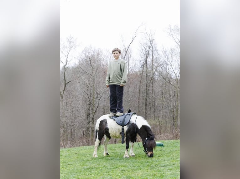 Inne kuce/małe konie Klacz 9 lat 94 cm in Dundee, OH