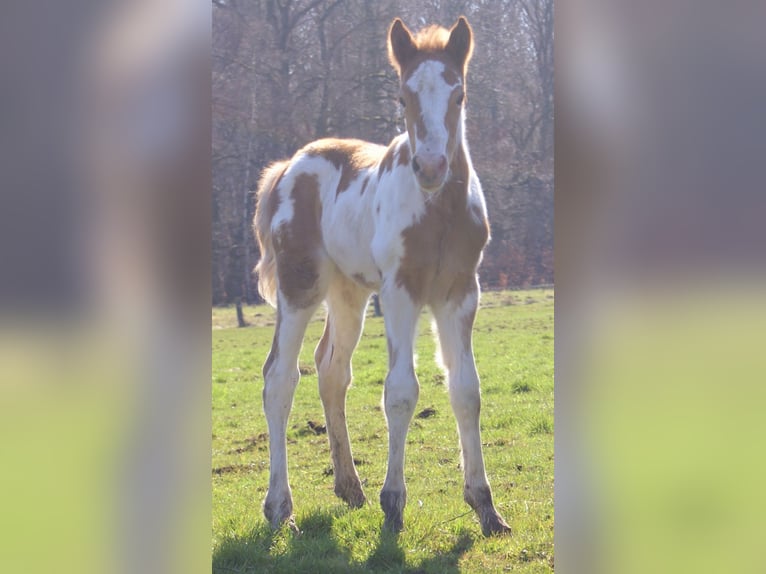 Inne kuce/małe konie Klacz Źrebak (03/2026) 152 cm Srokata in Velpke