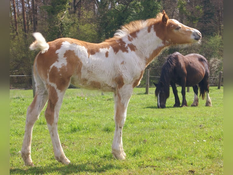 Inne kuce/małe konie Klacz Źrebak (03/2026) 152 cm Srokata in Velpke