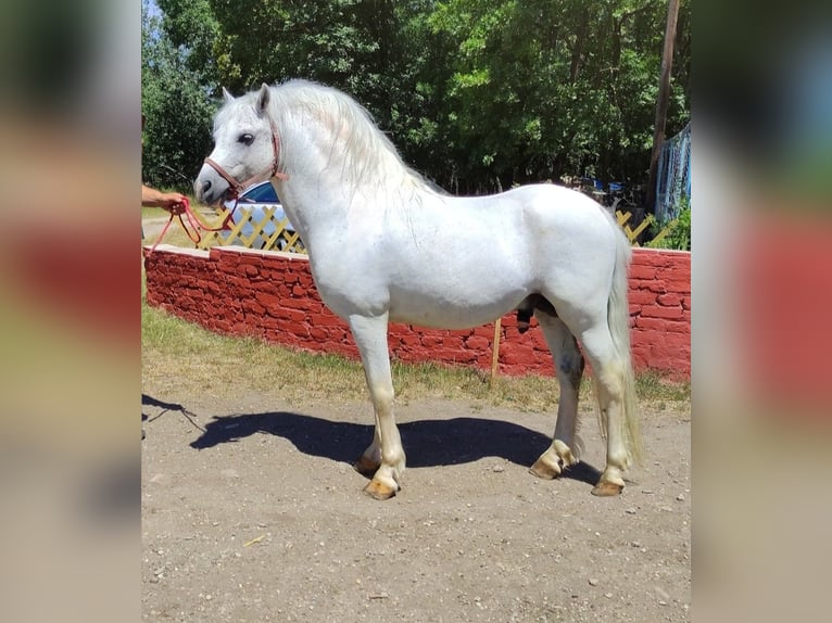 Inne kuce/małe konie Mix Ogier 11 lat 142 cm Siwa in Kecskemét