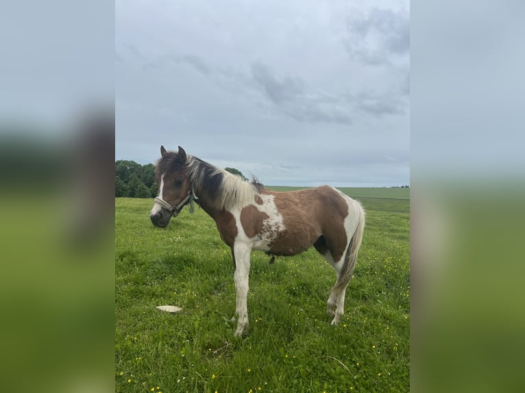 Inne kuce/małe konie Mix Ogier 1 Rok 135 cm Srokata in Kaltohmfeld