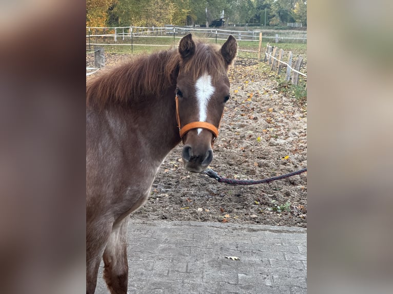 Inne kuce/małe konie Ogier 1 Rok 143 cm Może być siwy in Suderburg