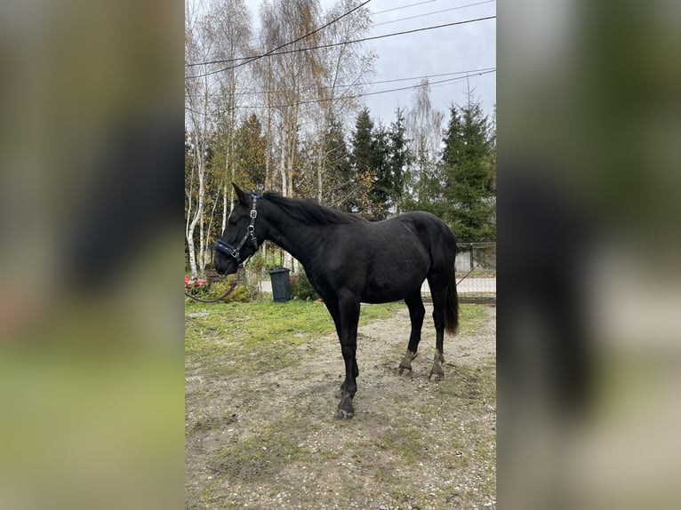 Inne kuce/małe konie Mix Ogier 1 Rok 155 cm Kara in Jeziorany