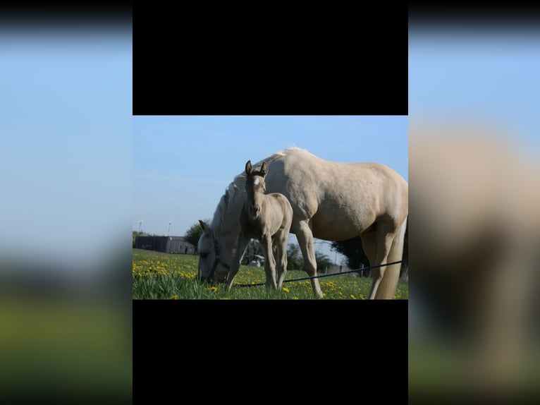 Inne kuce/małe konie Ogier 1 Rok Perlino in Thandorf