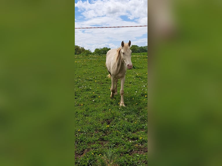 Inne kuce/małe konie Ogier 1 Rok Perlino in Thandorf
