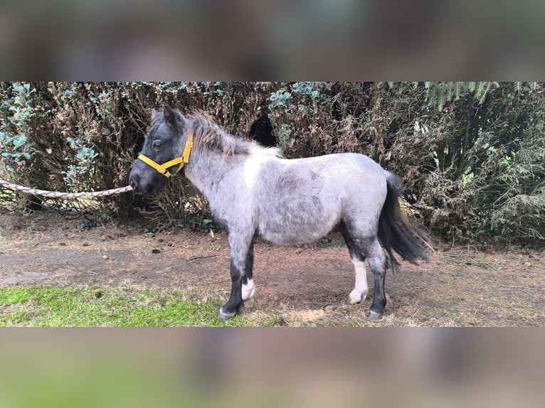 Inne kuce/małe konie Mix Ogier 2 lat 100 cm Stalowosiwy in Freren