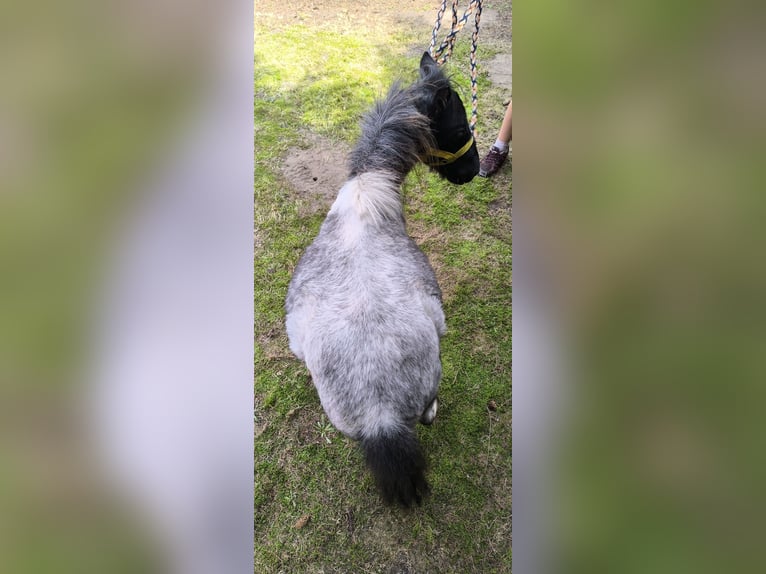Inne kuce/małe konie Mix Ogier 2 lat 100 cm Stalowosiwy in Freren