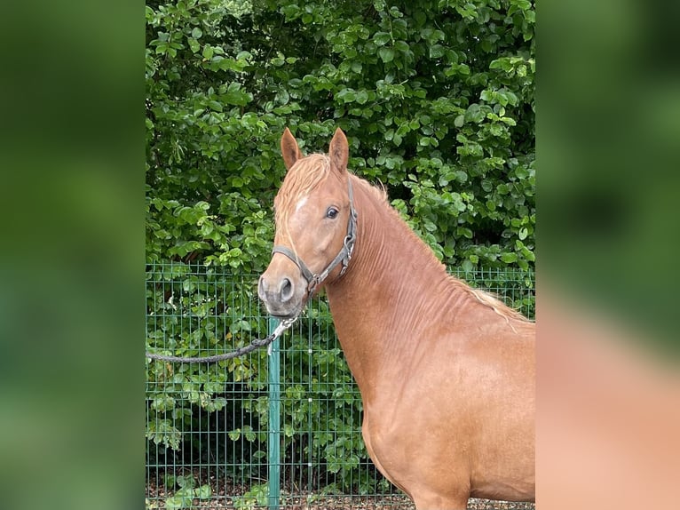 Inne kuce/małe konie Ogier 3 lat 144 cm Kasztanowata in Verl