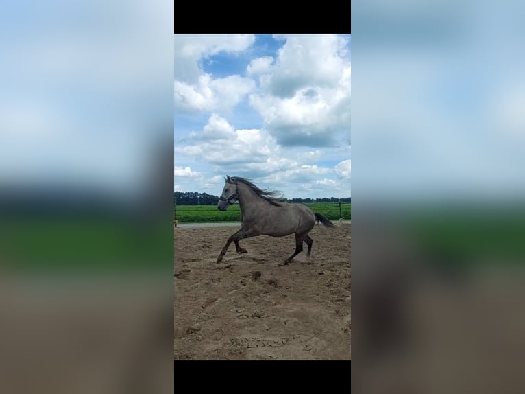 Inne kuce/małe konie Mix Ogier 3 lat 148 cm Kasztanowatodereszowata in Zwolle