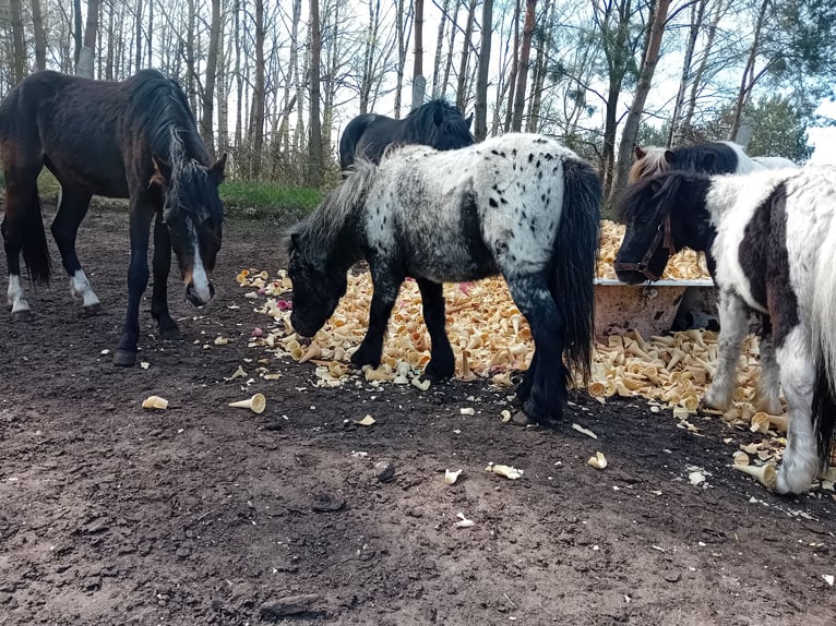 Inne kuce/małe konie Ogier 3 lat 90 cm Tarantowata in Szamocin