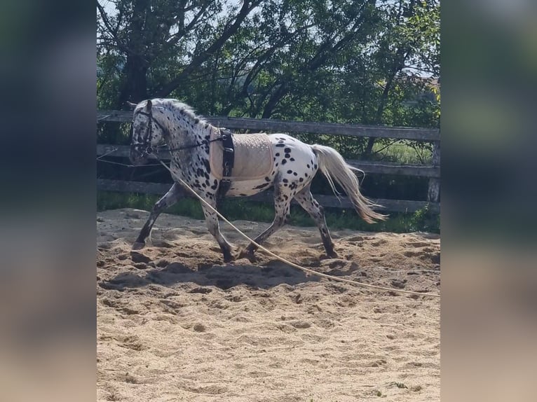Inne kuce/małe konie Ogier 5 lat 140 cm Tarantowata in Rechnitz