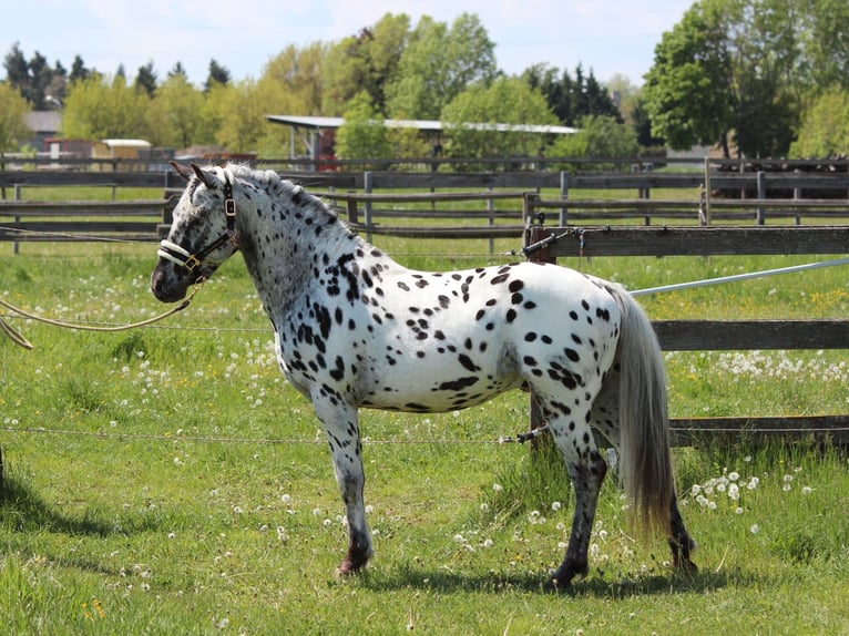 Inne kuce/małe konie Ogier 5 lat 140 cm Tarantowata in Rechnitz