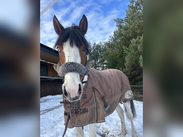 Inne kuce/małe konie Ogier 5 lat 145 cm Srokata in Sierniki