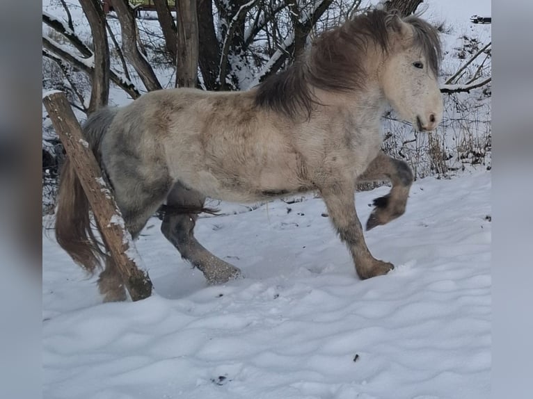 Inne kuce/małe konie Mix Ogier 6 lat 145 cm Siwa in Leipzig