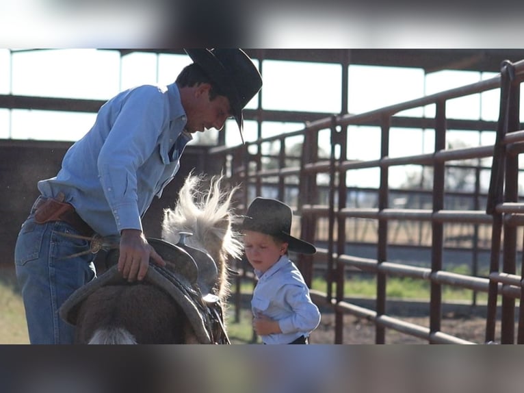 Inne kuce/małe konie Ogier 7 lat 86 cm Izabelowata in Stephenville