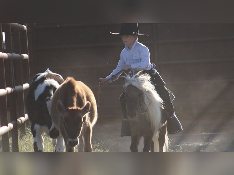 Inne kuce/małe konie Ogier 7 lat 86 cm Izabelowata in Stephenville