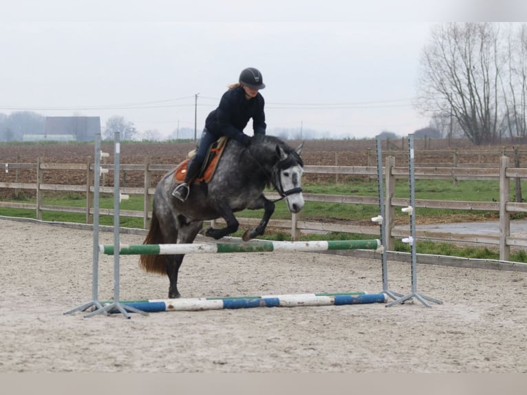 Inne kuce/małe konie Ogier 8 lat 145 cm Stalowosiwy in Bogaarden