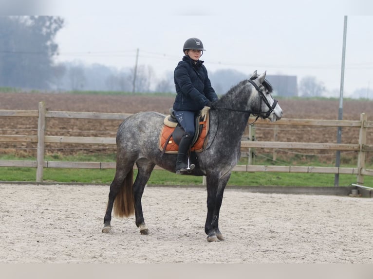 Inne kuce/małe konie Ogier 8 lat 145 cm Stalowosiwy in Bogaarden