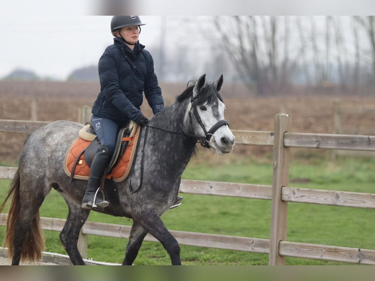 Inne kuce/małe konie Ogier 8 lat 145 cm Stalowosiwy in Bogaarden
