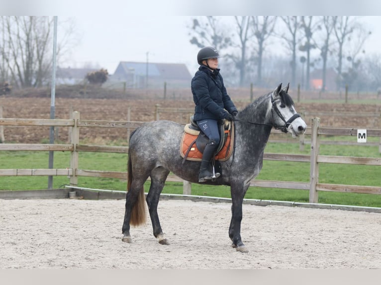 Inne kuce/małe konie Ogier 8 lat 145 cm Stalowosiwy in Bogaarden