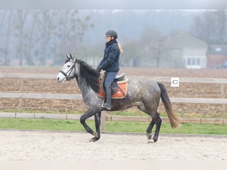 Inne kuce/małe konie Ogier 8 lat 145 cm Stalowosiwy in Bogaarden