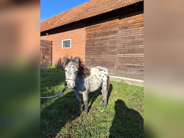 Inne kuce/małe konie Mix Ogier Źrebak (04/2025) 118 cm Tarantowata in Freren