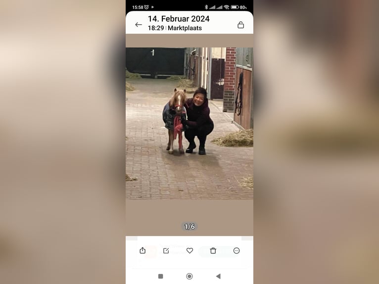 Inne kuce/małe konie Mix Ogier Źrebak (04/2025) 118 cm Tarantowata in Freren