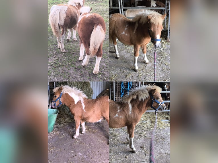 Inne kuce/małe konie Mix Ogier Źrebak (04/2025) 118 cm Tarantowata in Freren