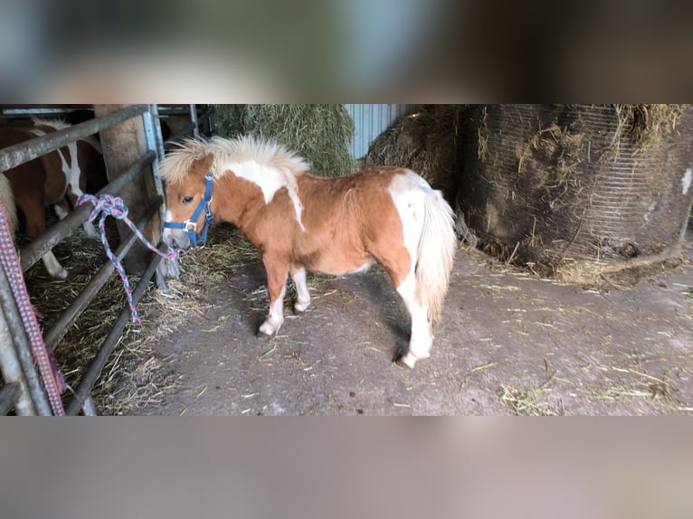 Inne kuce/małe konie Mix Ogier Źrebak (04/2025) 118 cm Tarantowata in Freren