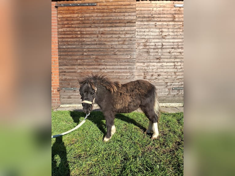 Inne kuce/małe konie Mix Ogier Źrebak (04/2025) 118 cm Tarantowata in Freren