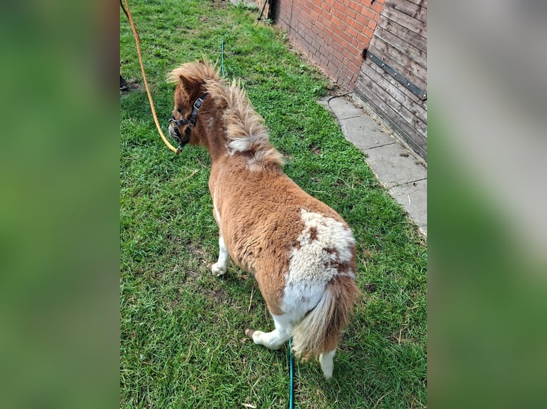 Inne kuce/małe konie Mix Ogier Źrebak (04/2025) 118 cm Tarantowata in Freren