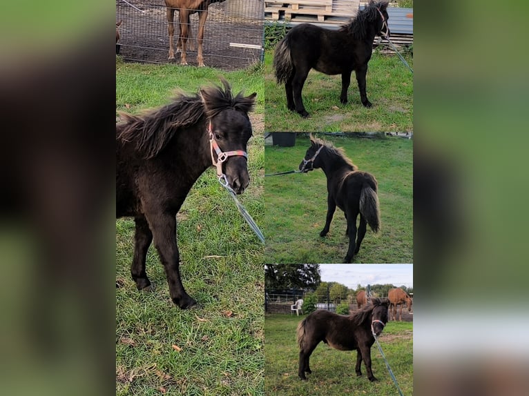 Inne kuce/małe konie Mix Ogier Źrebak (04/2025) 118 cm Tarantowata in Freren