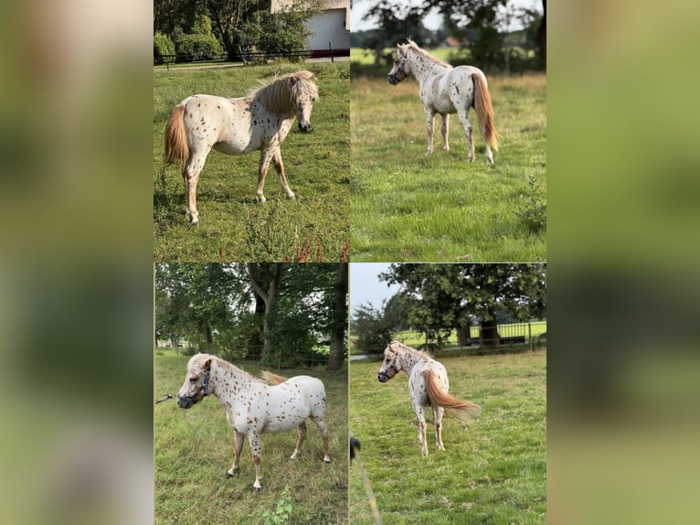 Inne kuce/małe konie Mix Ogier Źrebak (04/2025) 118 cm Tarantowata in Freren