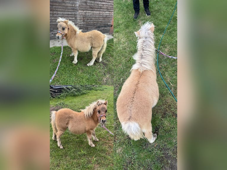 Inne kuce/małe konie Mix Ogier Źrebak (04/2025) 118 cm Tarantowata in Freren