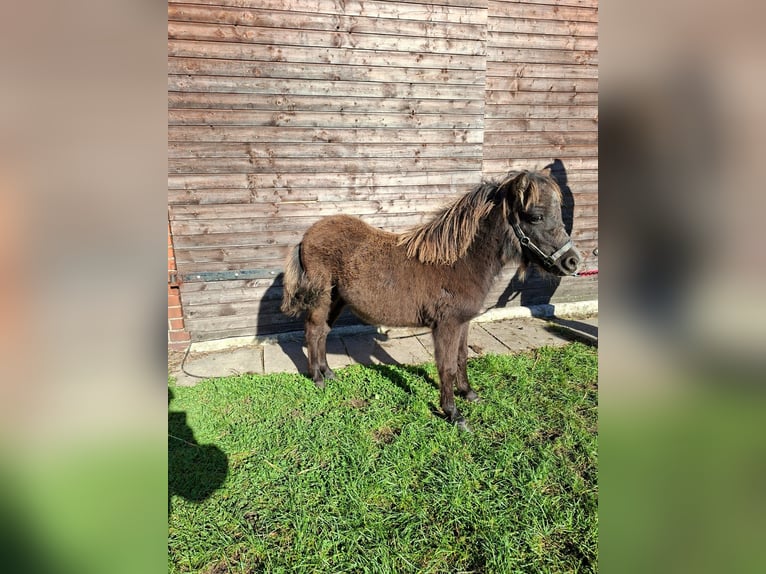 Inne kuce/małe konie Mix Ogier Źrebak (04/2025) 118 cm Tarantowata in Freren