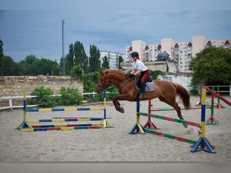 Inne kuce/małe konie Mix Ogier Źrebak (04/2025) 118 cm Tarantowata in Freren