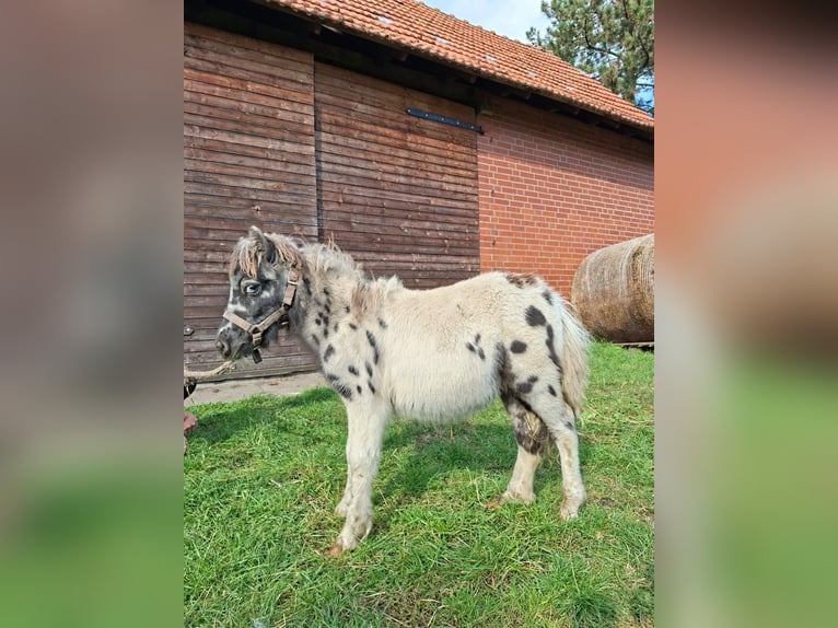 Inne kuce/małe konie Mix Ogier Źrebak (04/2025) 118 cm Tarantowata in Freren
