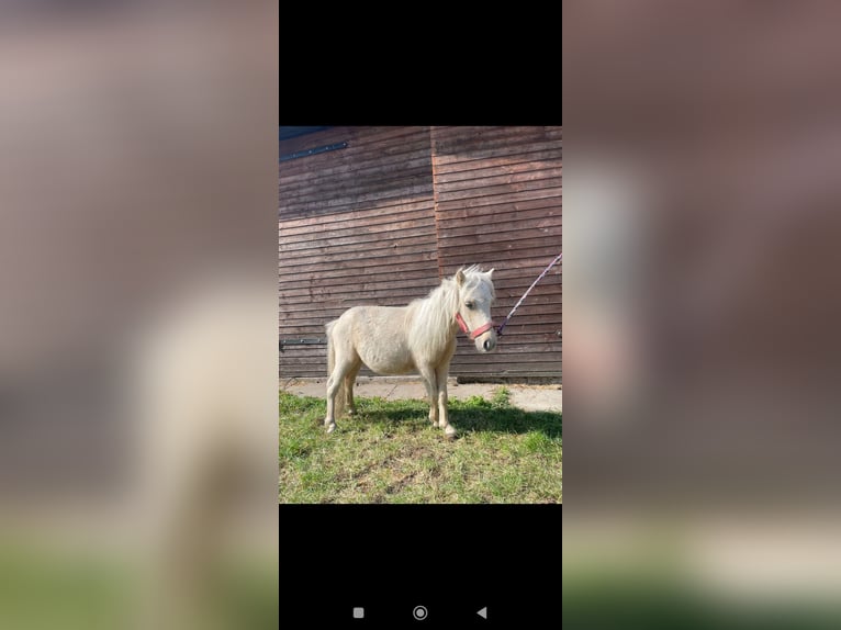 Inne kuce/małe konie Mix Ogier Źrebak (04/2025) 118 cm Tarantowata in Freren