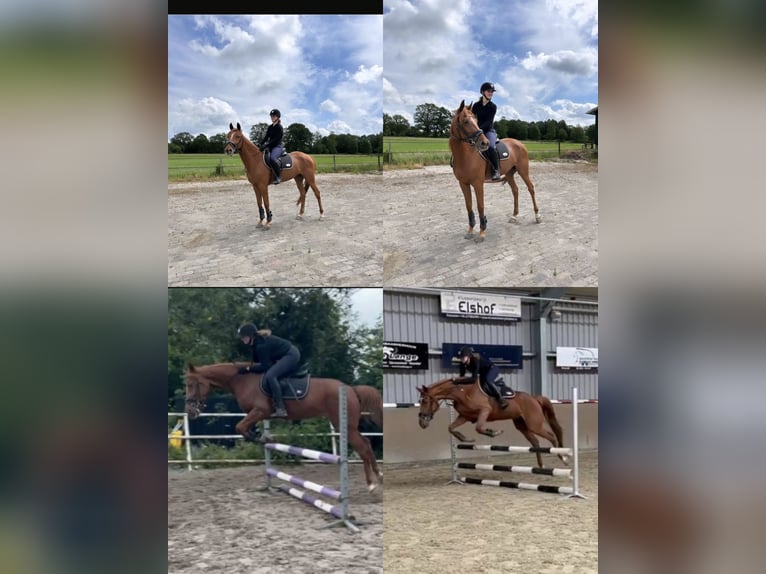 Inne kuce/małe konie Mix Ogier Źrebak (04/2025) 118 cm Tarantowata in Freren