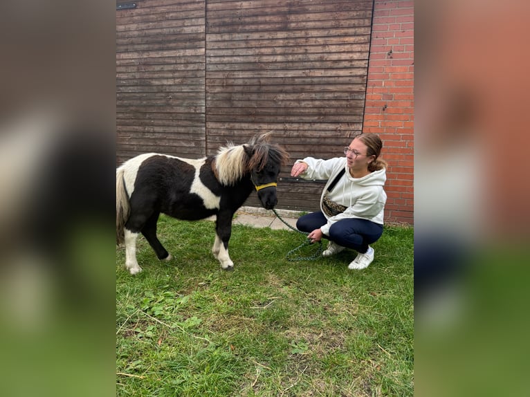 Inne kuce/małe konie Mix Ogier Źrebak (04/2025) 118 cm Tarantowata in Freren