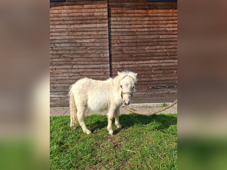 Inne kuce/małe konie Mix Ogier Źrebak (04/2025) 118 cm Tarantowata in Freren