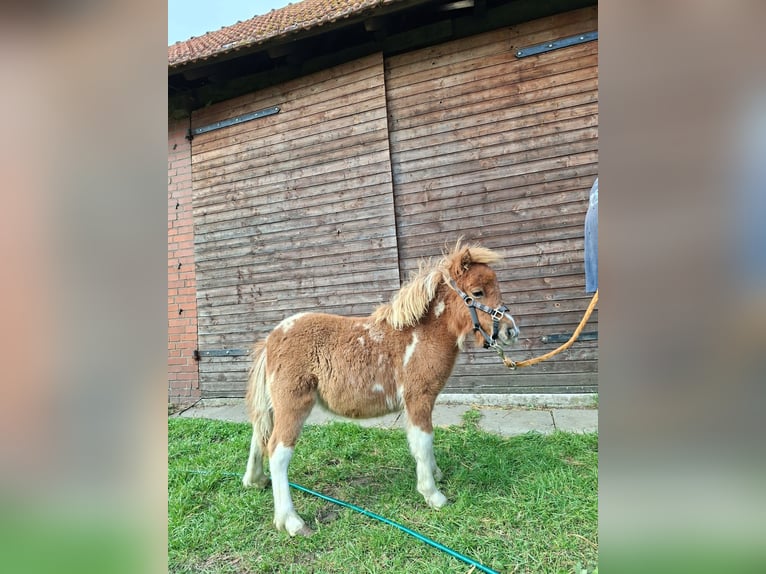 Inne kuce/małe konie Mix Ogier Źrebak (04/2025) 118 cm Tarantowata in Freren