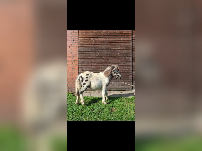 Inne kuce/małe konie Mix Ogier Źrebak (04/2025) 118 cm Tarantowata in Freren