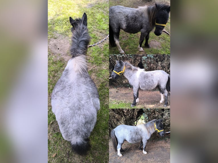 Inne kuce/małe konie Mix Ogier Źrebak (04/2025) 118 cm Tarantowata in Freren