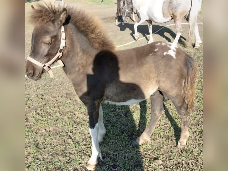 Inne kuce/małe konie Mix Ogier Źrebak (04/2025) 118 cm Tarantowata in Freren