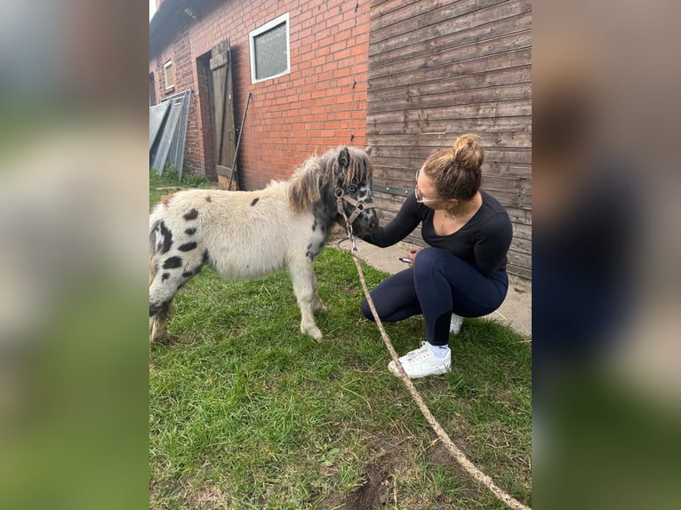 Inne kuce/małe konie Mix Ogier Źrebak (04/2025) 118 cm Tarantowata in Freren