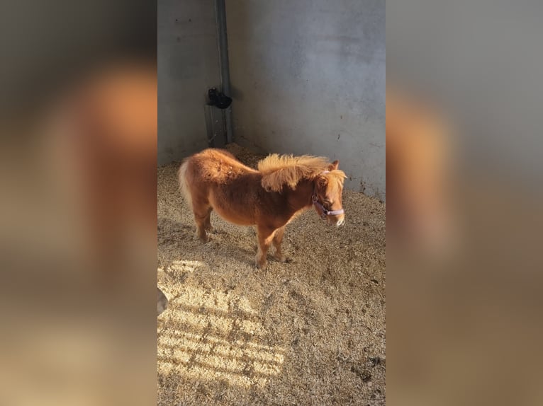 Inne kuce/małe konie Mix Ogier Źrebak (04/2025) 118 cm Tarantowata in Freren