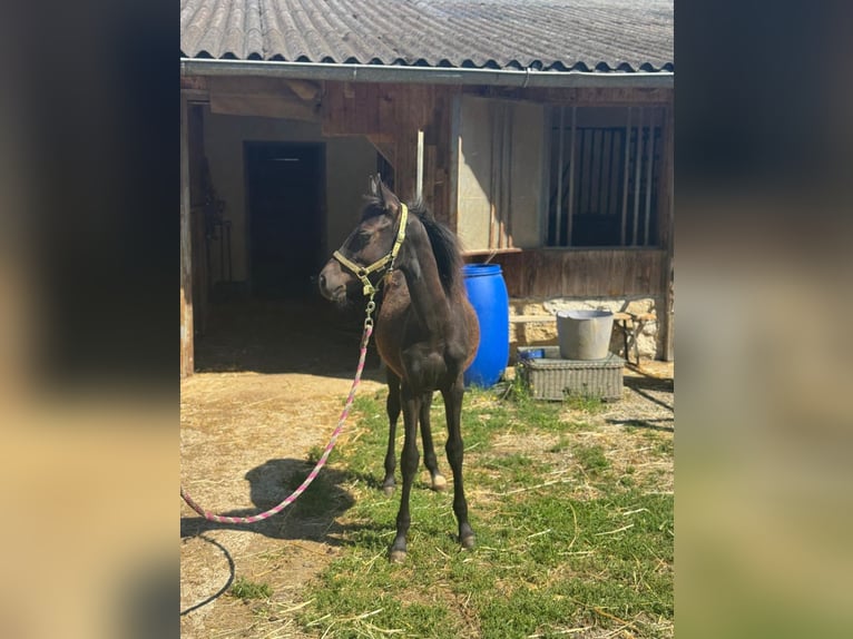Inne kuce/małe konie Ogier Źrebak (03/2025) 147 cm Kara in Sipbachzell