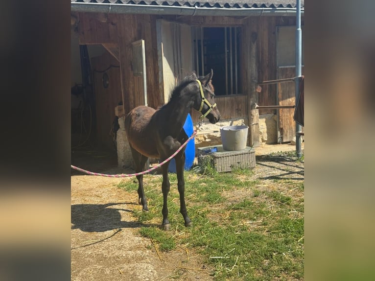 Inne kuce/małe konie Ogier Źrebak (03/2025) 147 cm Kara in Sipbachzell